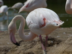 FZ006134 Greater flamingo (Phoenicopterus roseus) and chicks.jpg